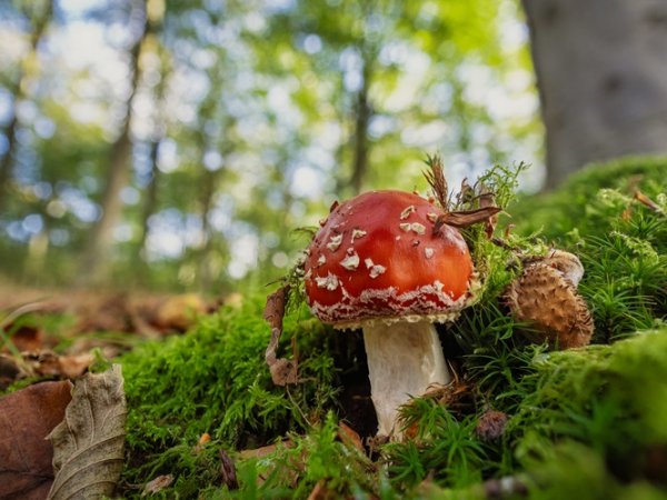Emmetts Garden - Events - Fungi Festival