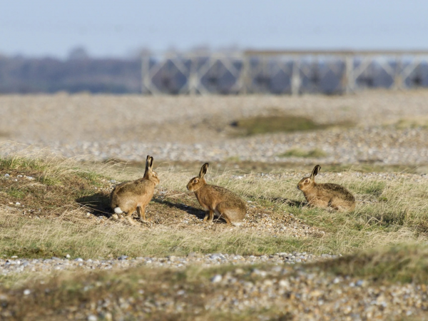 Orford Ness National Nature Reserve - Events