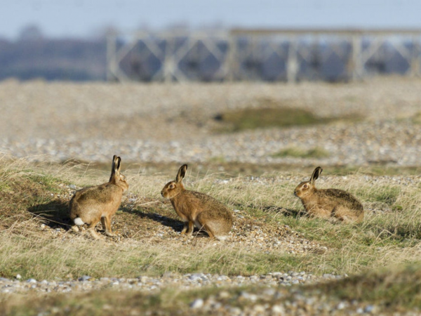 Orford Ness National Nature Reserve - Admissions