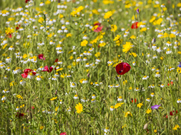 Wild Flower Identification Walk-Ludwell Valley Park