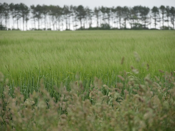 RAF Friston – Spitfires and Spies (Commemorating VJ Day)
