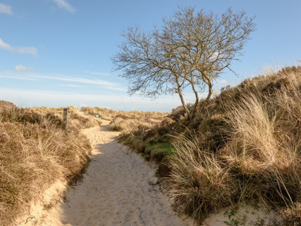 Mindfulness Walk