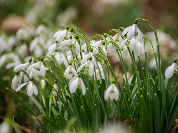 Snowdrops of Calke and Dimminsdale