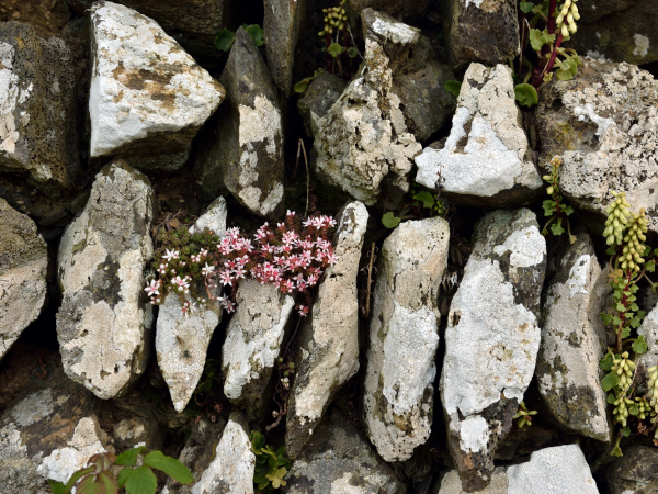 Dry stone walling at Maer Cliff
