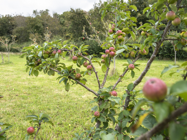 Orchard Walk around Golden Cap
