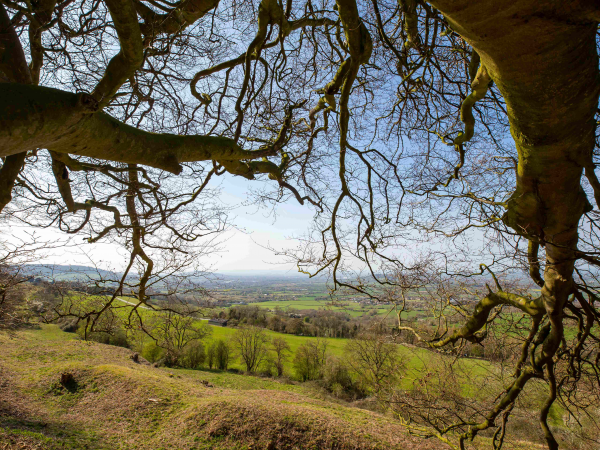 Ebworth Woodland Management Talk