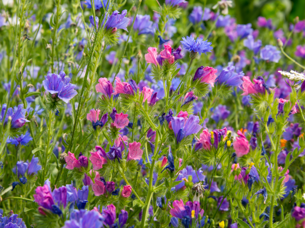 Wander for wildflowers walk at Calke Abbey