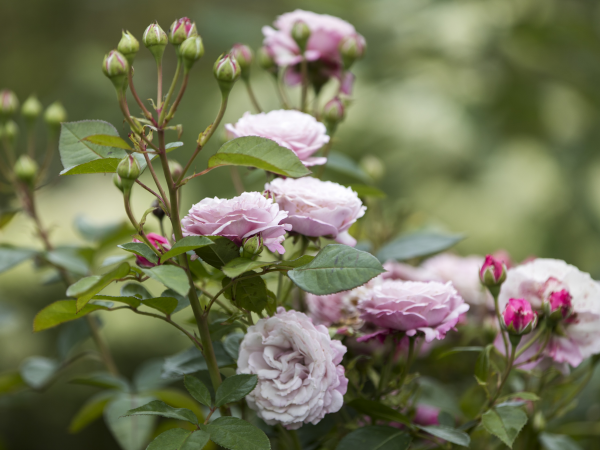 109 Fleet Street Blossom Pop Up: Spring clay creations with Mud Gang - 27 April