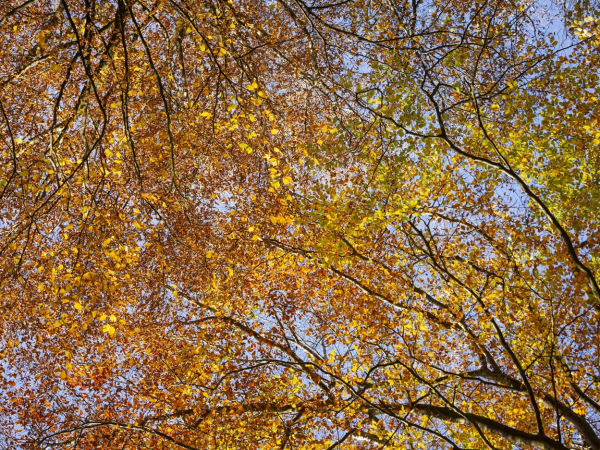 Autumn Crafts at Tinkley Gate
