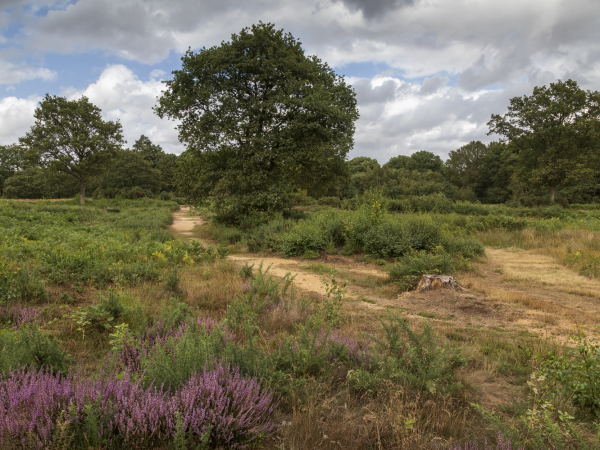 Ranger Walk- Heathland & Heather
