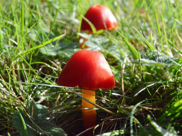 UK Fungus Day: ranger walk in the parkland at Trelissick