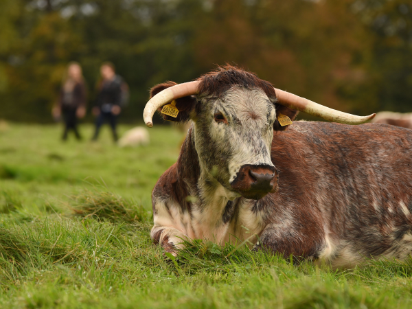Grazing at Calke Guided Walk