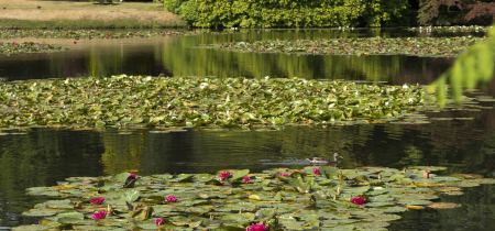 Lakes and Lilies Festival: Watercolour Workshops at Sheffield Park and Garden