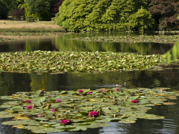 Lakes and Lilies Festival: Watercolour Workshops at Sheffield Park and Garden