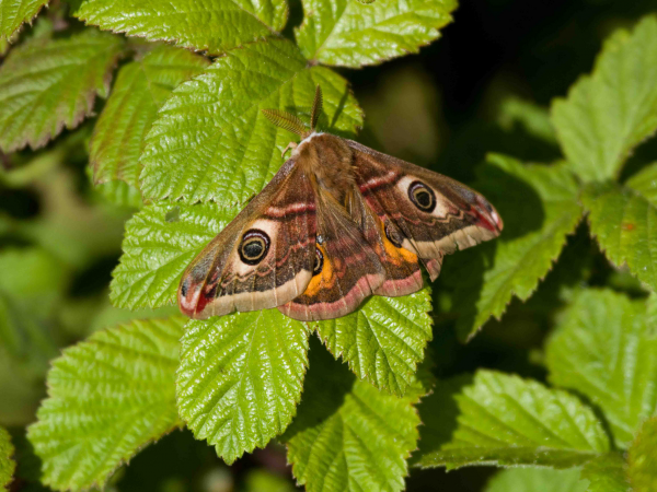 An Evening with the Moths of the Rainforest