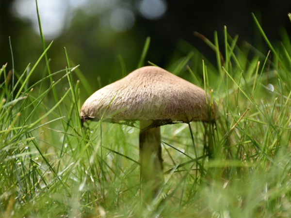 Fungi Festival: Talk - Mushroom Production by Diogo Ribeiro from Dilena Fungi