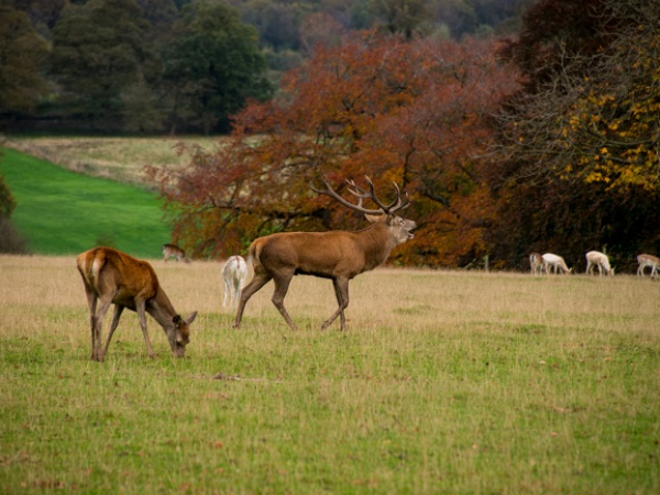 Deer at Calke