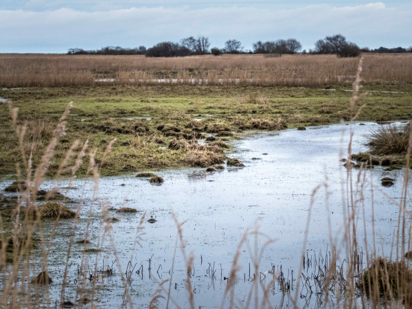 Summer Wildlife Walks at Heigham Holmes
