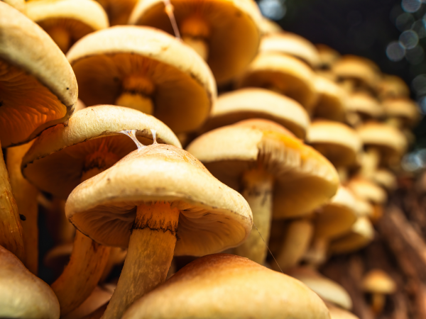 Fungi Walk and Talk - Sun 5 Oct 2-3pm