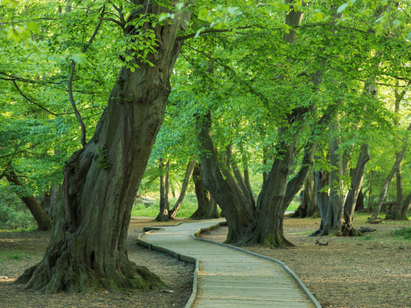 Crystal Singing Bowl Sound Bath
