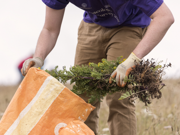 Community Ragwort pulling days