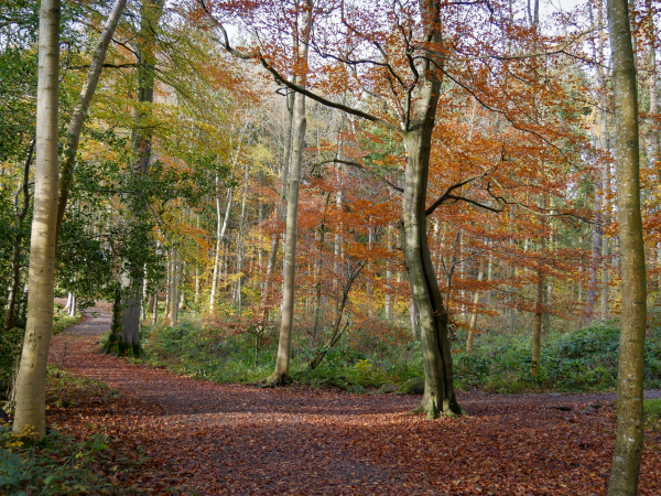 Guided walk at Wallington: Winter walk