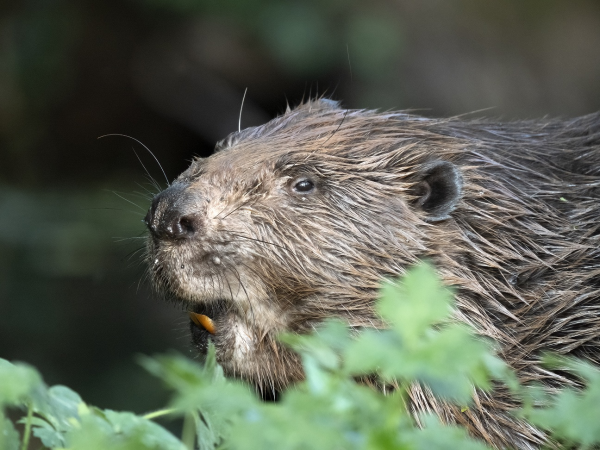 Beaver Enclosure Tours