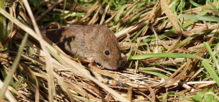 Small mammal surveys in Kingston Lacy woodland