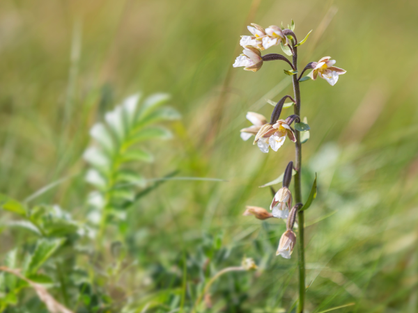 Orchids and Wildflower Walk around Whiteford Burrows