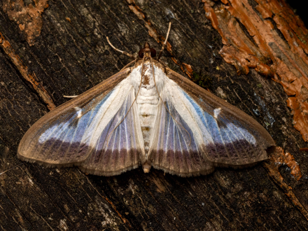 Under the Moonlight: A Moth Workshop