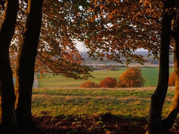 Gentle Stroll: Escape into Autumn