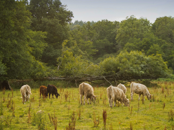 Guided farm walk at East Soar