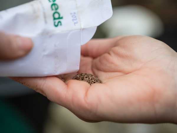 Blossom & Bloomtown: Strawberry Blossoms Workshop