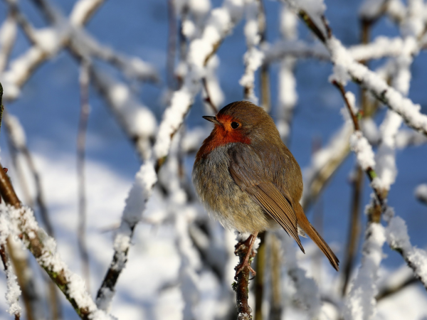 Seasonal Stories: Jolly Robin's Christmas Party