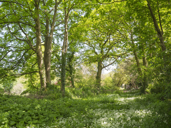 The oldest and youngest trees of Buckland Abbey: Woodland Walk