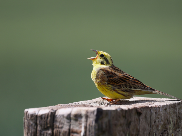 Early Morning Birdsong Walk 2027