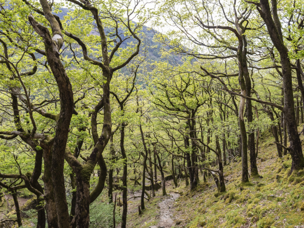 Family fun in the forest