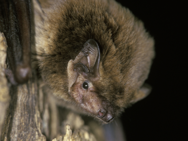 Bat Walk - Ickworth