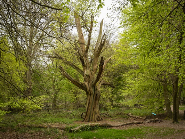 Ranger’s ramble: protecting our ancient bluebell woods