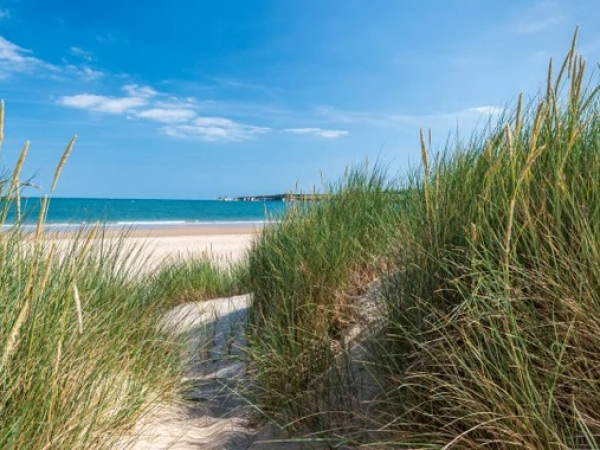 Beginner Bird Walk and Heathland Tour