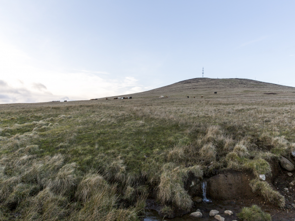 Water and Wildlife: Bringing Back Lost Habitats on Divis and the Black Mountain