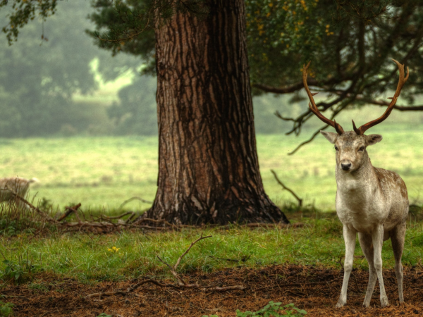 Attingham Walking Group: November Walks