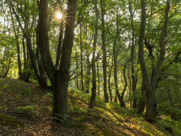 Volunteer Ranger Taster Session- Scrub Management