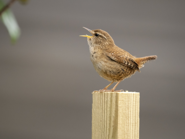 Dawn Chorus Walk - Hatfield Forest