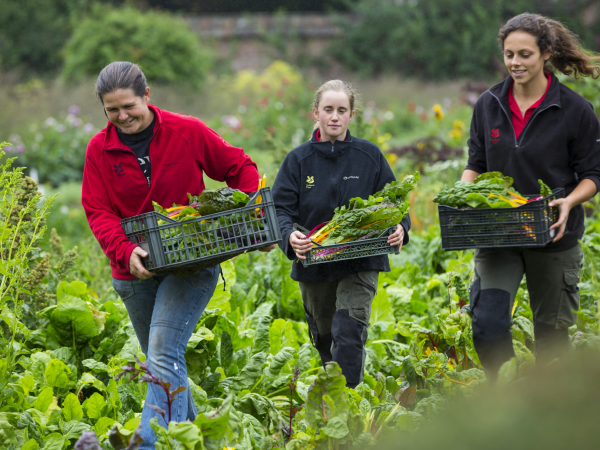 Garden Talks: Grow Your Own Veg