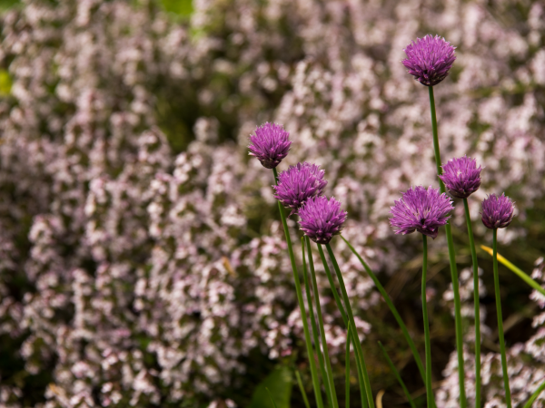 109 Fleet Street Blossom Pop Up: Making herb and blossom inspired drinks with Company Drinks 23 Apr