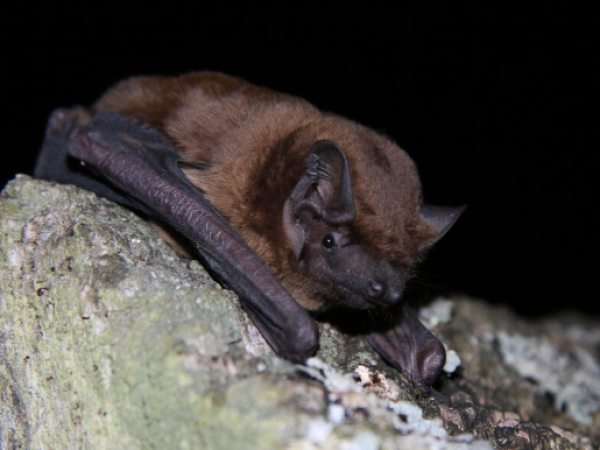 Evening Bat Walks in Langdale 2026
