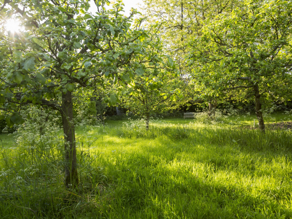 Garden Tour: Specialist Apple Tour