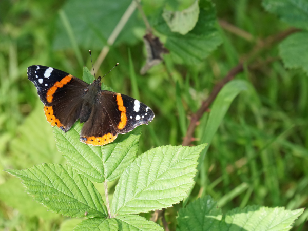 Nature Identification Walk-Isca Centre, Exeter