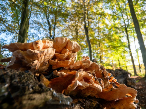 Harvest Foraging Walks